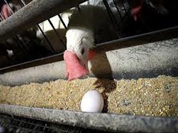 عسکری: رویکرد اقتصاد مقاومتی بازار مرغ و تخم مرغ را نجات می‌دهد