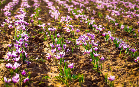 صادرکنندگان زعفران چشم انتظار حمایت دولت