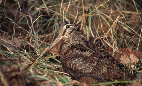 "ابیاها" در گیلان شکار می‌شوند