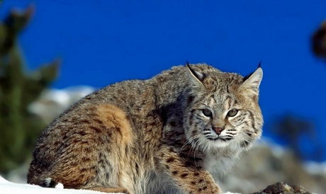 گربه‌های بزرگ جثه: صیادن طبیعی در معرض تهدید