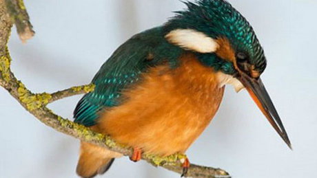 دستگیری قاچاقچیان پرندگان نادر در بروجرد