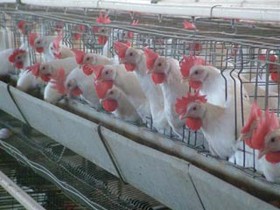 آنفلوآنزا ۲۰۰۰ میلیارد تومان به مرغداران خسارت زد/دلالی عامل گرانی تخم‌مرغ بود