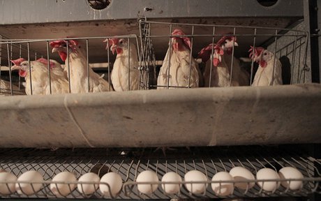 کمبود خوراک، مرغ های تخم گذار را روانه کشتارگاه کرد؟