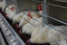 مرغداری‌ها مرغ 50 روزه را 35 روزه تحویل می‌دهند