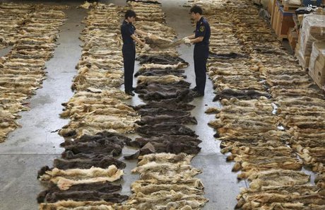 تجارت پوست روباه در چین