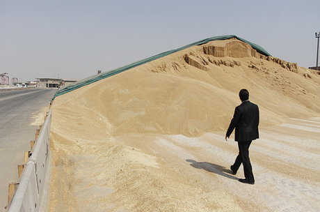 ارزش 500 میلیارد تومانی تولید گندم در لرستان