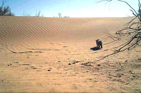  ثبت تصاویر جدیدی از گربه شنی در اردکان