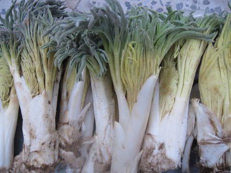 "کما" در کماست!