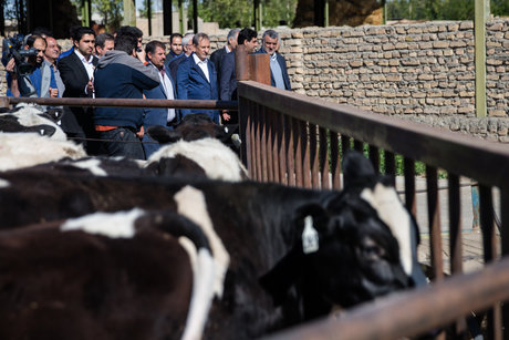 آغاز واکسیناسیون علیه بیماری آبله و شاربن در زنجان