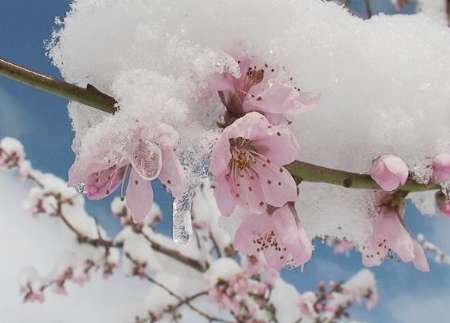 خسارت برف و سرمای اخیر به 20 هزار هکتار از باغ‌های استان سمنان