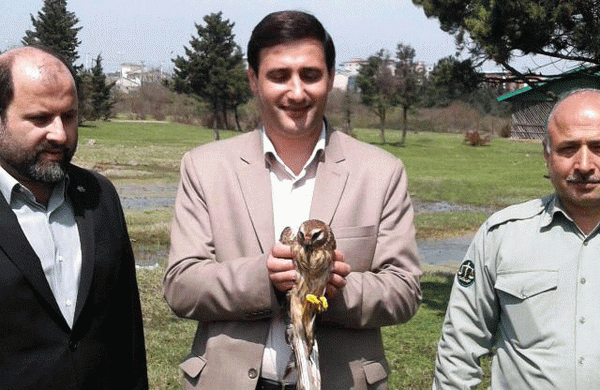 رهاسازی یک بهله سنقر خاکستری در آستارا