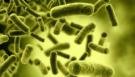 کشف و ثبت گونه جدید باکتری در حین تولید صابون آنتی‌باکتریال از سوی محققان ایرانی