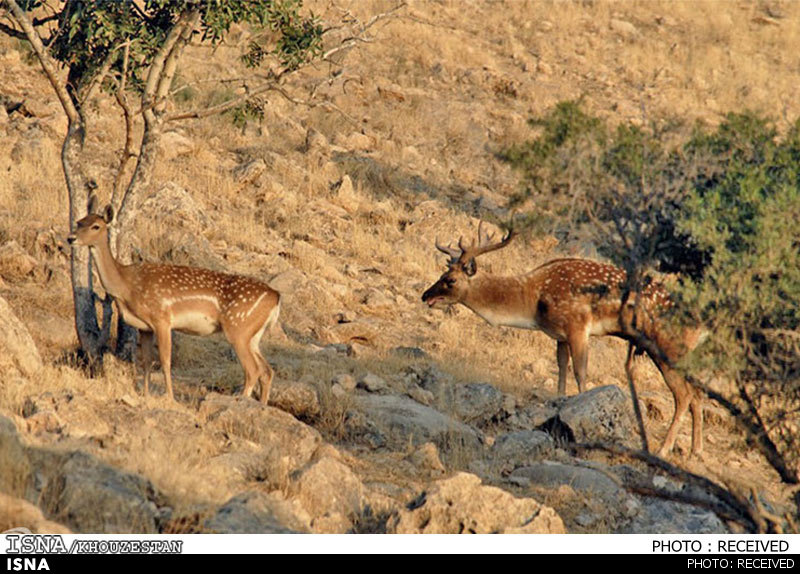 هوشمندسازی حفاظت محیط‌زیست لرستان؛ از پایش پهپادی تا مدیریت مؤثر زیستگاه‌های استان