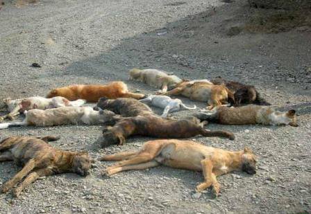 ‌اقدام  خودسرانه یک دهیار برای کشتن 37  قلاده سگ ‌