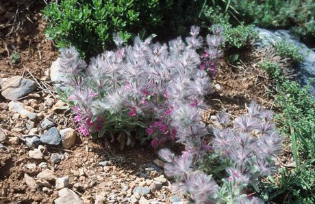 کشت یک‌هزار هکتار گیاهان دارویی در لرستان