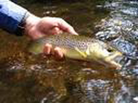 قزل‌آلای خال‌قرمز در معرض نابودی