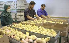 مرغداران جوجه یکروزه را بیش از نرخ مصوب خریداری می کنند