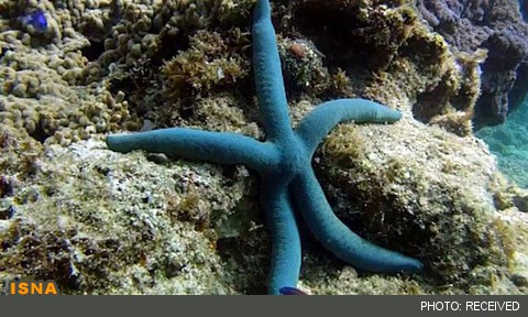 موجودی که با نوک بازوهایش می‌بیند!