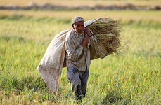 حذف ارز مرجع برنج فرصت طلایی برای تولید داخلی است