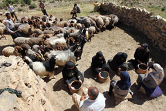 جلوگیری از کوچ زود هنگام عشایر به مناطق ییلاقی لرستان