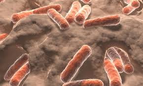 باکتری‌های روده بر فعالیت مغز اثر می‌گذارند