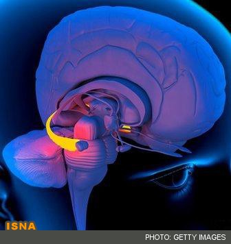 کشف یک پروتئین مؤثر در حافظه بلند مدت