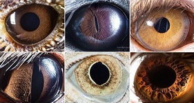 تفاوت‌های حیرت‌آور چشمان حیوانات در نزدیک‌ترین نما+ تصاویر