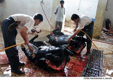 آلودگي 5 درصد افراد شاغل در دامداري‌ها به كريمه كنگو در کهگیلویه و بویراحمد