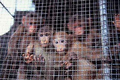 درخواست کارشناسان محیط زیست از WHO برای تعطیلی بازارهای فروش حیوانات زنده