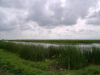 فایده تولید توام برنج و ماهی در گیلان چیست؟