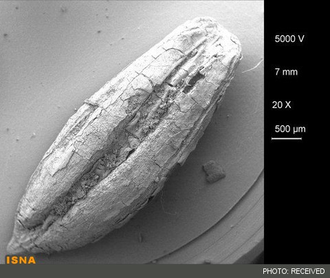 ایرانیان، قدیمی ترین کشاورزان جهان بودند 