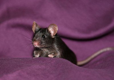 ایجاد خاطرات جعلی در حافظه موش‌ها