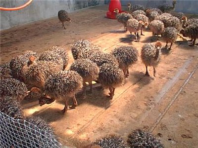 صادرات یک هزار قطعه جوجه شترمرغ هفت روزه از سمنان به ارمنستان