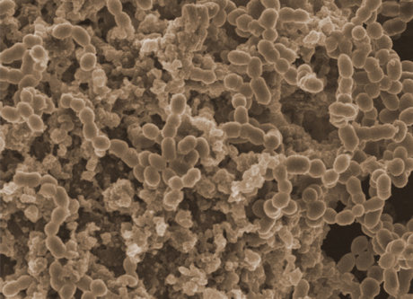 باکتری‌های عفونی بر روی کتاب‌ها و اسباب‌بازی‌ها بیشتر دوام می‌آورند