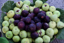 خواص درمانی یک میوه بهشتی