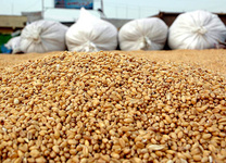 تولیدکنندگان نگران تامین نهاده‌های دامی نباشند