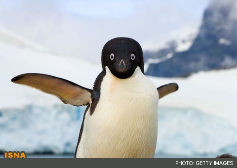 چرا پنگوئنها نمی‌توانند پرواز کنند؟