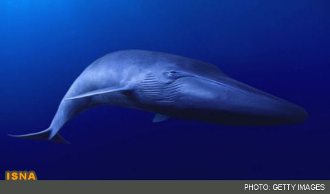 خطرات جدی سونارهای فضایی برای حیات وال‌های آبی