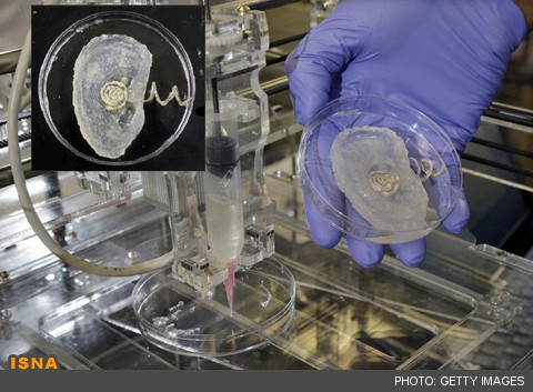 دستیابی به حس ششم با سلول‌های بنیادی گاو! 