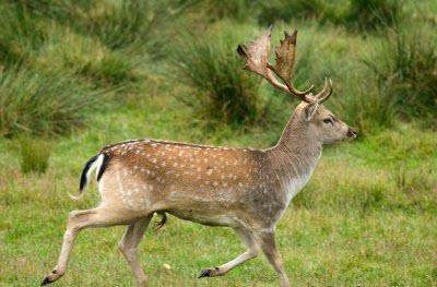 سایت تکثیر حیات وحش‌ بیجار سرمایه مشترک نسل‌های امروز و فرداست