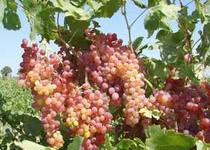اجرای طرحی برای توسعه باغ‌های انگور سیستان