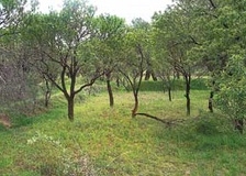 باغستان‌هاي سنتي قزوين ريه‌هاي شهر 