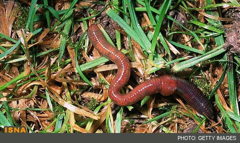 فضولات کرم‌های خاکی، کلید پیش‌بینی تغییرات آب و هوایی آینده!