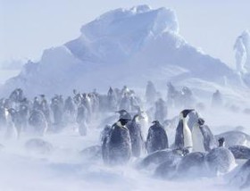 درک بهتر زندگی پنگوئنها در زمستان سخت قطب با مدل ترافیک جاده‌ای