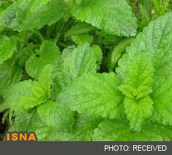 «بادرنجبویه» آرام‌بخش و تقویت‌کننده حافظه