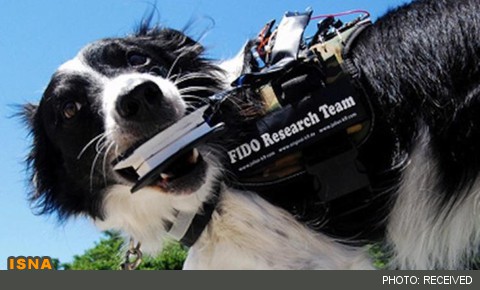 تربیت سگ‌ها با رایانه پوشیدنی