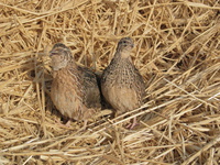 تخم و گوشت بلدرچین خاصیت درمانی دارد