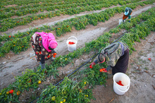 رهاسازی ۴۲۵ هزار فروند زنبور براکن در مزارع گوجه‎فرنگی بروجرد
