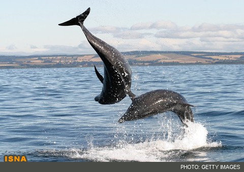 دلفین‌ها یکدیگر را با نام صدا می‌زنند