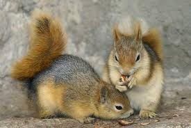سنجاب‎ها هم می‎توانند ناقل هاری باشند